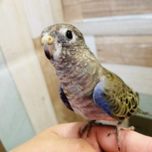 渋さの中にかっこよさあり！アキクサインコのノーマル！