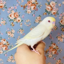 至高の美❤︎手乗りセキセイインコ(ファロー)🕊🫧