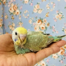 惚れ惚れカラー🫶🏻✨手乗りセキセイインコ(レインボー)🫧