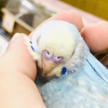 ピットっとさせて欲しいです～♪　