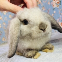 ﾅﾃﾞﾅﾃﾞ大好き❤︎穏やかな癒し系❤︎最高にかわいいロップイヤーラビットさん､男のコ🐰❤︎