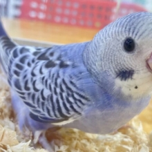 まん丸おめめ！👀 セキセイインコ(オパーリン)2023年8月生まれ