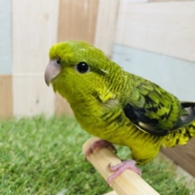 最新画像あります☆ヒナ餌卒業‼️深いグリーンが渋くてかっこいいコ‼️サザナミインコのノーマル！