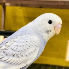 少しバイオレット系？　セキセイインコ　R５　８／２３撮影