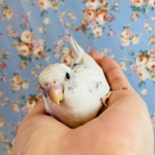 大人気❤︎激かわの❤︎ホワイトハルクインさんです❤︎🪶✨