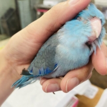 ｶｷｶｷ大好き💙*ˊᵕˋ 激かわマメっちです💙🫧