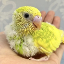 スマイルあげちゃう！ セキセイインコ(スパングルパイド)2023年8月生まれ