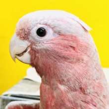 激！あまあま鳥　魅惑のピンクカラー　モモイロインコ　R５　９／５撮影