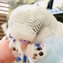 人気のジャンボちゃん　背中のシナモン柄がアクセント！　