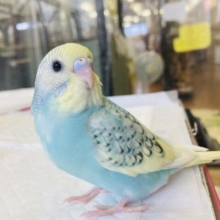 最新画像🌟個性的キューティーカラー💫手乗りセキセイインコ(コバルト)🫧