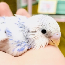 白、青パイドがやってきましたよ～　人気絶好調です！！