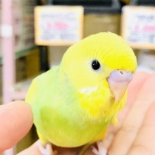 特別な１羽に・・・　セキセイインコ　R５　８／２３撮影