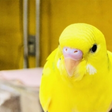 所々の模様がチャームポイント　セキセイインコ　R５　８／２３撮影
