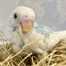 空色ビューティー☁️🫧 セキセイインコ(スパングルパイド)2023年9月生まれ