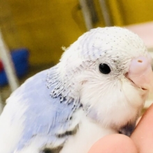 このカラーは・・・　パイドかな～？