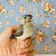 最新画像🌟文ちゃんの季節が再来です🫧手乗り桜文鳥⸜❤︎⸝雛ちゃん☺︎