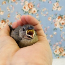最新画像🌟ご飯くださ~い❤︎お腹いっぱいモリモリ食べるよ✊🏻❤︎手乗り桜文鳥ちゃん❤︎🫧