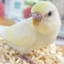 最新画像あります✨️レアカラー❣️優しい色合いがキュート！🌼*･セキセイインコ(クリーム) 2023年7月生まれ