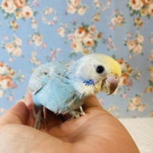 表情までもがかわいいの❤︎手乗りセキセイインコ(スカイブルー)💎