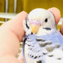 定番人気！ホワイトカラーとブルーに黒い模様がアクセント！　セキセイインコ　R５　８／２３撮影