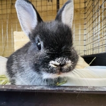 食いしん坊？ブラックのネザーランドドワーフ♡