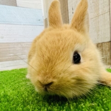 やっぱり可愛いよね♡オレンジカラーのネザーランドドワーフ♡