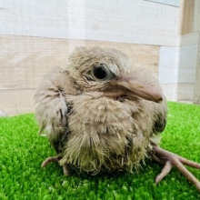 けがれのないピュア♡ジュズカケバトのヒナが入舎しました〜