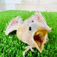 ついに白文鳥の超ヒナ入舎ですーーー！！！