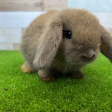 どんな色になる〜？めちゃかわロップイヤー