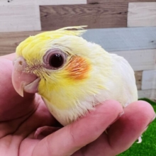ついに来た！うるうる瞳のオカメインコ雛（ルチノー）
