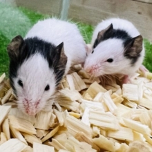 ちびっこパンダマウスベビー♡