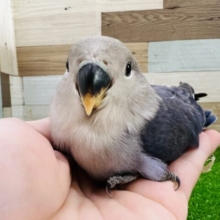 画像更新☆わたわた♡小桜インコ（バイオレット）入舎しました！