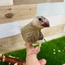 画像更新☆シュッと成長中〜桜文鳥❤