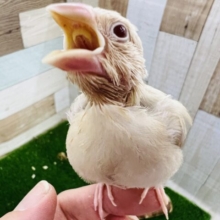 画像更新☆バブバブ赤ちゃん❤シナモン文鳥のヒナ入荷しました❤