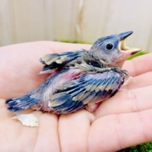🌸お久しぶりに🌸ぶんぶんぶんちょう🌸登場です🌸　桜文鳥