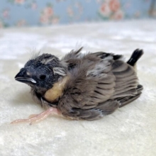 キンカチョウ ノーマル  🤎🕊‎✨
