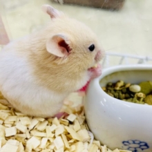 クリーミーはお好きですか❣️ カラーハムスター　クリームホワイト　男の子