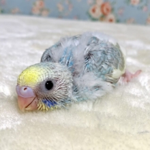 セキセイインコ  パステルレインボークリームパイド  ️💙💛🍦 ｡・:＋°｡・: