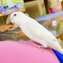 〜新松戸店⭐️キュート揺らめきセキセイ隊⭐️天使ホワイト！最新画像になりますよ❣️🤍幸せの白い鳥🤍まっしろしろ〜んなセキセイさん🤍　セキセイインコ　アルビノ