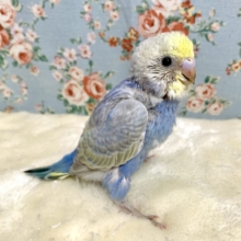 セキセイインコ  パステルレインボークリーム系  🍨💙