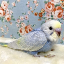 セキセイインコ  パステルレインボークリーム系  🫧💜٭•。.*･ﾟ