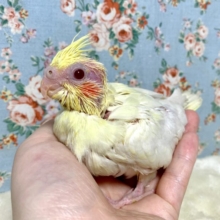 オカメインコ  ルチノー 🐤✨.ﾟ･*