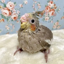 オカメインコ  シナモン  ( ● ･θ･)🤎･.｡*