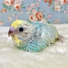 セキセイインコ  パステルレインボーセルフ 水色ちゃん💧🫧