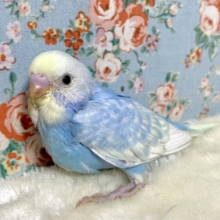 セキセイインコ  パステルレインボーセルフ  青色  💙＊*