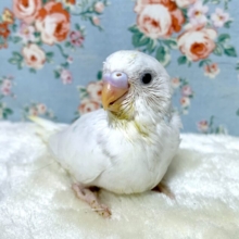 セキセイインコ  ブルーパイド  ‎🤍️💙🐥