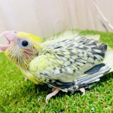 たっぷりうるうる🩷キュート顔🩷　オカメインコ　パールパイド