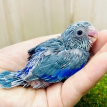 ブルーハワイのおまめるりは💙お店に登場ですよ〜🎵　マメルリハ　ブルー　男の子