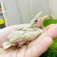 🤎あわあわ代表🤎ミルクティーちゃん！　シナモン文鳥