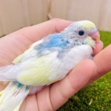 ふんわり☁️そしてほんのり☁️ セキセイインコ　パステルレインボーパイド　